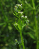 Snrjmra (Galium aparine)