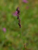 Blåtåtel (Molinia caerulea)