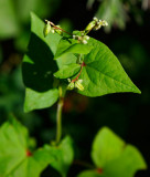 Sibiriskt bovete (Fagopyrum tataricum)