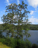 Gråal (Alnus incana)