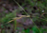 Lundskafting (Brachypodium sylvaticum)