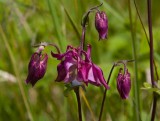 Akleja (Aquilegia vulgaris)