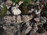 Blåvingad gräshoppa (Sphingonotus caerulans)