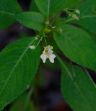 Blekbalsamin (Impatiens parviflora)