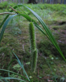Slokstarr (Carex pseudocyperus)
