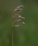 Myskgräs (Hierochloë odorata)