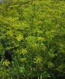 Palsternacka (Pastinaca sativa)