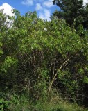 Blåfläder (Sambucus cerulea)