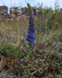 Axveronika (Veronica spicata)