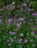 Grönmynta (Mentha spicata)