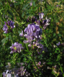 Blålusern (Medicago sativa)