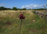 Backlök (Allium oleraceum)