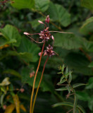 Backlök (Allium oleraceum)