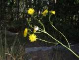 kermolke (Sonchus arvensis)