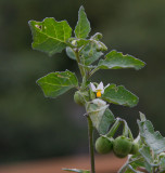 Nattskatta (Solanum nigrum)
