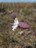 Alvarglim (Silene uniflora petraea)