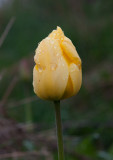 Tulpan (Tulipa gesneriana)