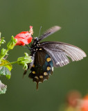 Pipvine Swallowtail (Battus philenor)