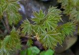 Lönn (Acer platanoides)