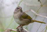 Olive Sparrow (Arremonops rufivirgatus)