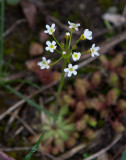 Grusviva (Androsace septentrionalis)