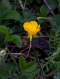 Revsmrblomma (Ranunculus repens)