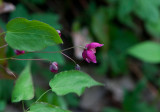 Alpsockblomma (Epimedium alpinum)