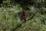 Weymouthtall (Pinus strobus)