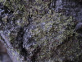 Grön spiklav (Calicium viride)