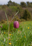 Kungsängslilja (Fritillaria meleagris)