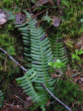 Kambrken (Blechnum spicant)