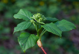 Klätterhortensia (Hydrangea anomala ssp. petiolaris)