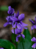 Sumpviol (Viola uliginosa)