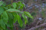 Sydgullregn (Laburnum anagyroides)