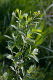 Gråvide (Salix cinerea)