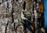 Brosklav (Ramalina fraxinea)