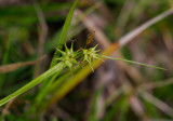Knagglestarr (Carex flava)