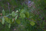 Körsbärsplommon (Prunus cerasifera )