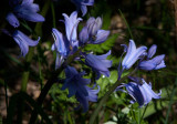 Spansk klockhyacint (Hyacinthoides hispanica)