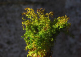 Vågig praktmossa (Plagiomnium undulatum)