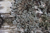 Skrynkellav (Parmelia sulcata)