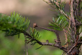 Kustgran (Abies grandis)