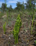 Månlåsbräken (Botrychium lunaria)