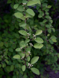 Flockoxbär (Cotoneaster multiflorus)