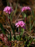 Fjällnejlika, öländsk  (Viscaria alpina var. oelandica)