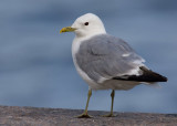 Common Gull (Larus canus)