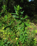 Luddtörel (Euphorbia salicifolia)