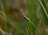 Rysstarr (Carex praecox)