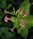 Blomstertobak (Nicotiana × sanderae)