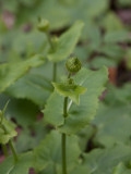 Balkangemsrot (Doronicum columnae)